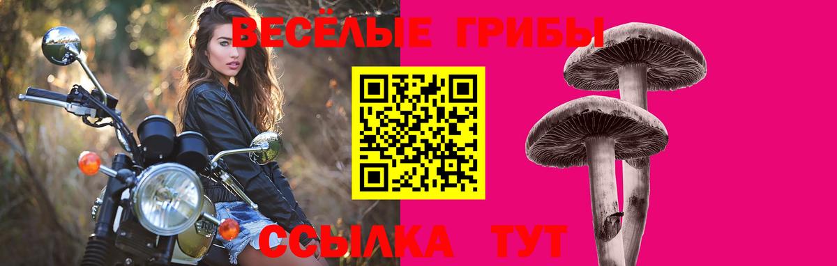 Псилоцибиновые грибы Psilocybe Ульяновск